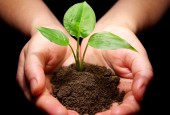 «Посади дерево – спаси ребенка»