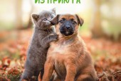 Заберите друга из приюта…